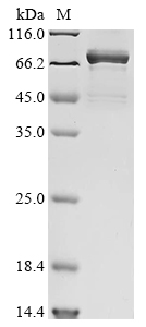 Mouse Hspa8 Protein