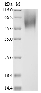 Human parechovirus 1 Genome polyprotein Protein