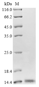 bsd Protein