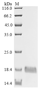 Human GABARAP Protein