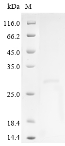 Human ESR1 Protein