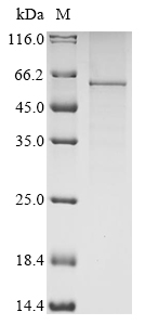Human LGI1 Protein