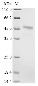 Mouse Ckmt2 Protein