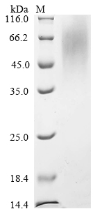 Mouse Tmprss2 Protein