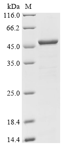 Human CALCOCO2 Protein