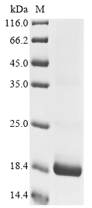 Porcine PF4 Protein