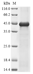 Mouse Tmprss2 Protein