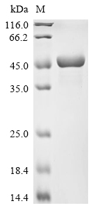 Mouse Eno1 Protein