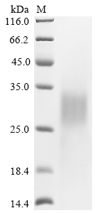 Human CTLA4 Protein