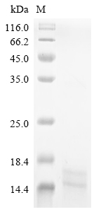 Mouse Aif1 Protein