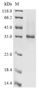 Mouse Olfm4 Protein