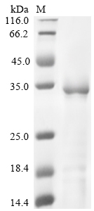 Enterobacteria phage PRD1 Spike protein P5 Protein