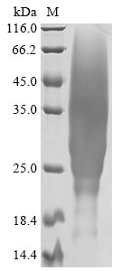 Equine IL13 Protein