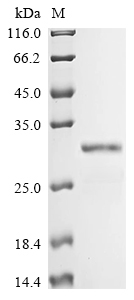 Human DCK Protein