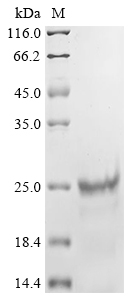 Mycoplasma pneumoniae P30 adhesin Protein