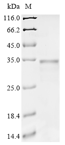 phhA Protein