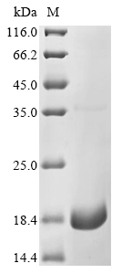 Human SLC1A3 Protein