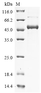 Mouse Pah Protein