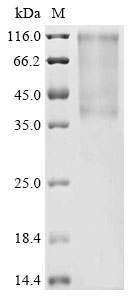 Canine parvovirus type 2 Capsid protein VP2 Protein