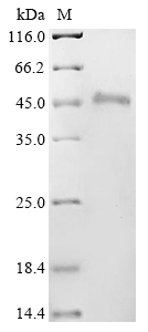 Human HIF1AN Protein