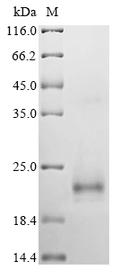 mbnA Protein