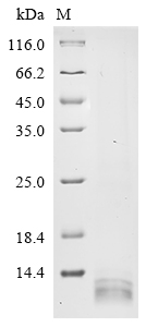 rgpB Protein