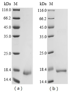 Insect Apis mellifera Defensin-1 Protein