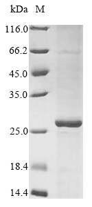 azoR Protein
