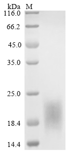 Human TMEM119 Protein