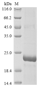 Human E6 Protein