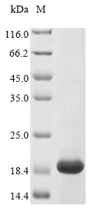 nisZ Protein