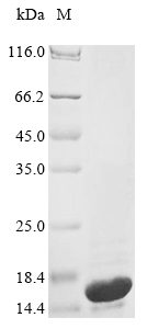 E. coli cia Protein
