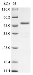 aprA Protein