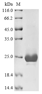 Mouse Amh Protein