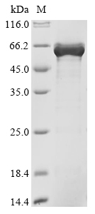 Human ZPR1 Protein