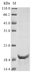 Human SLC30A8 Protein