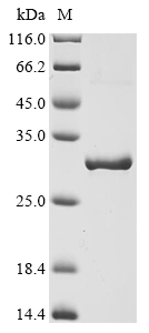 Bovine CRYAB Protein