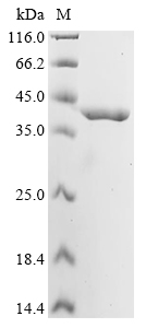 cysK Protein