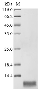 Human SSTR5 Protein