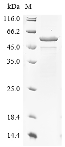 flaA Protein