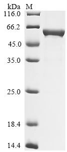 Rat Gfap Protein