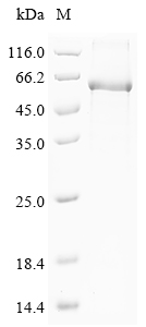 Mouse Cyp3a11 Protein