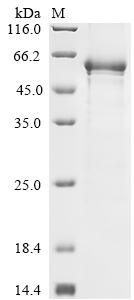 Rat Aldh2 Protein