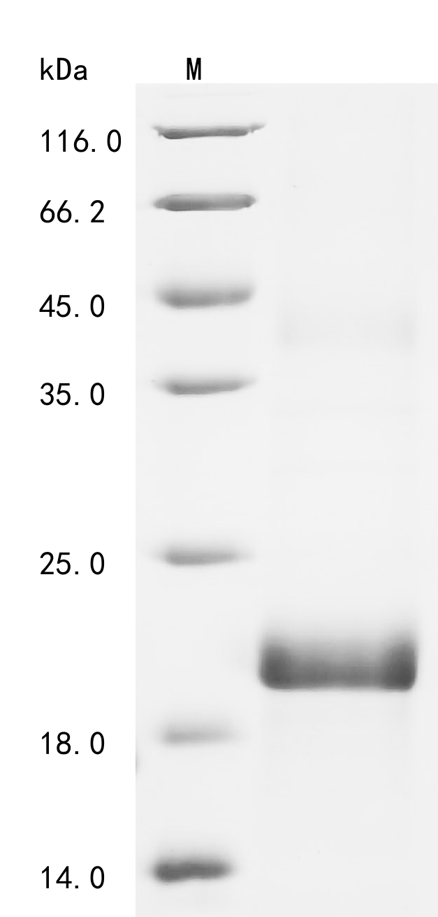 Equine MSTN Protein