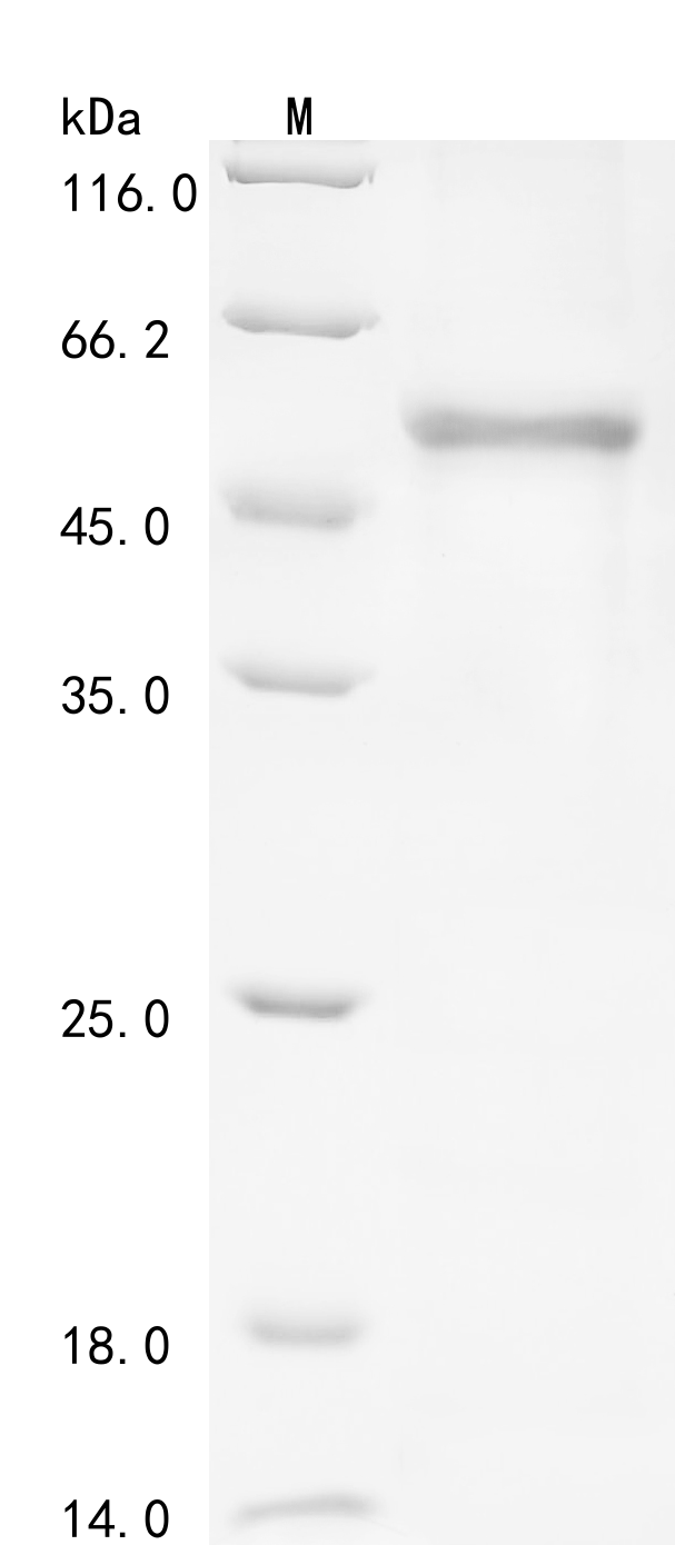 Human CPN2 Protein