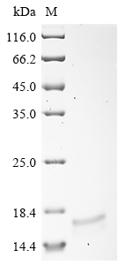 Suid herpesvirus 1 Envelope glycoprotein B Protein