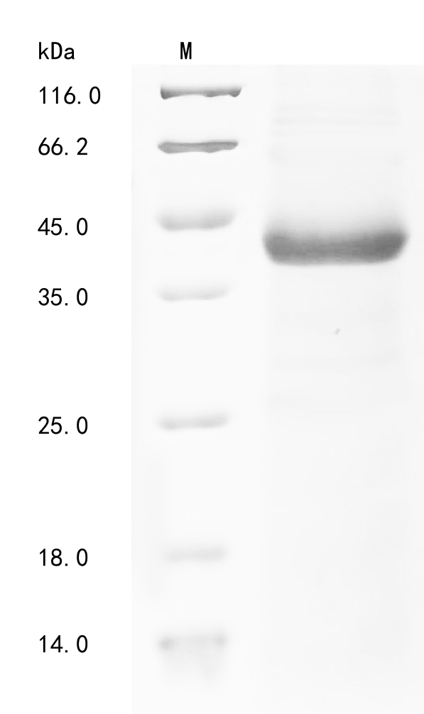 Human parechovirus 1 Genome polyprotein Protein