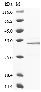 TNNI3 Protein