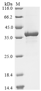 Escherichia phage RB69 Gp32 Protein