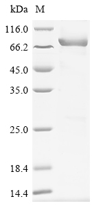Human MLKL Protein